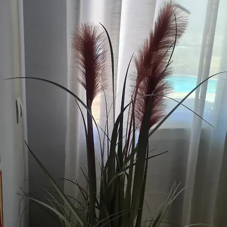 El Remo Appartement