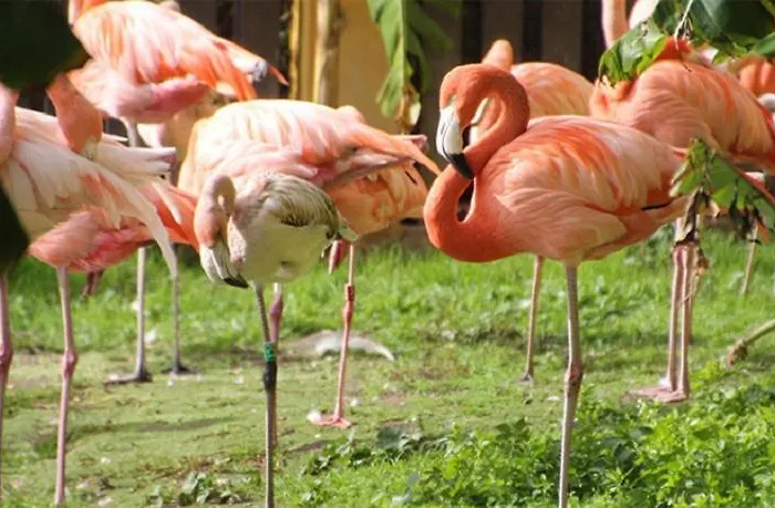 Appartement El Remo Torremolinos