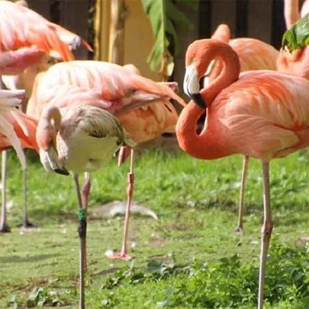 Appartamento El Remo Torremolinos